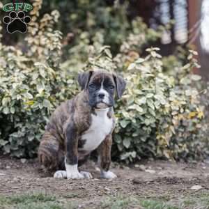 Boots, Boxer Puppy